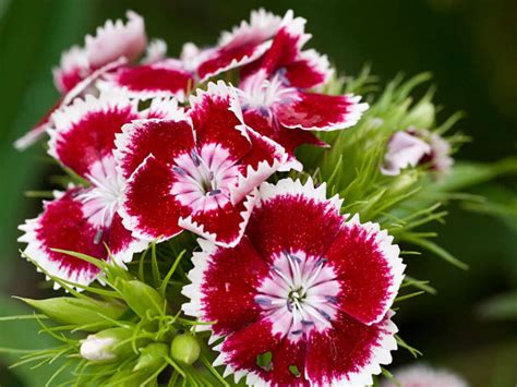 Dianthus Barbatus