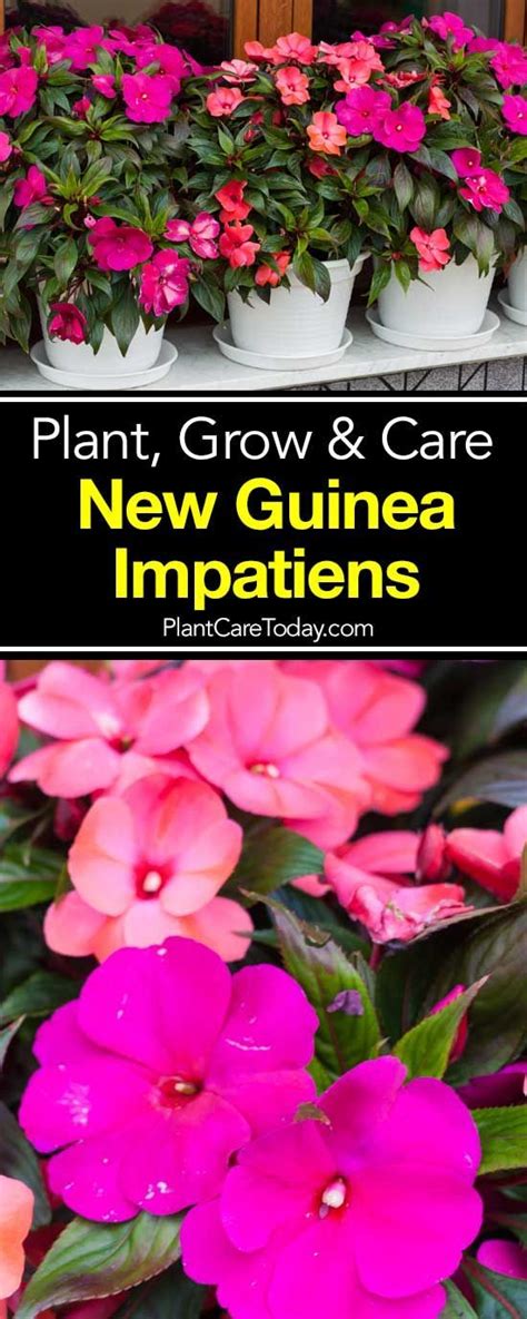 New Guinea Impatiens How To Plant Care For And Grow Impatiens