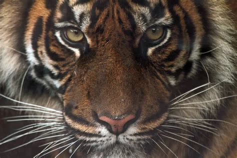 Tiger closeup Stock Photos, Royalty Free Tiger closeup Images ...