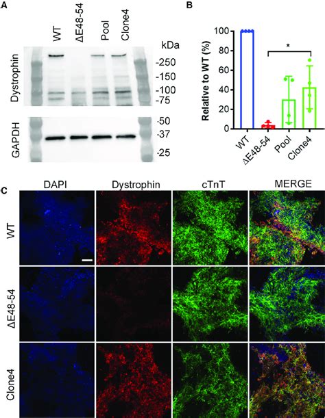 Rescue Of Dystrophin Expression In De Icms By Abe Induced Exon