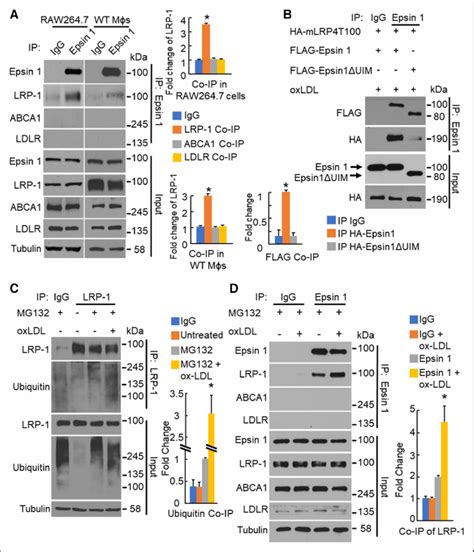 Macrophage Mɸ epsin interacts with LRP 1 LDLR low density