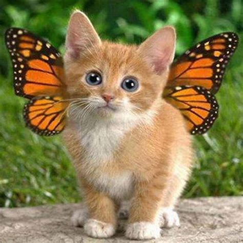 Kitten On Butterfly Wings What Can Be More Adorable Tag And Share