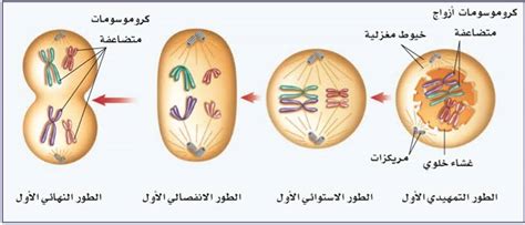 ورق عمل درس انقسام الخلية وتكاثرها مادة العلوم الصف الثالث متوسط الفصل