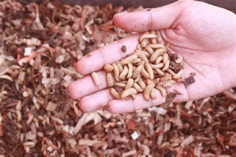 Cara Mudah Budidaya Maggot Di Rumah Bagi Pemula Tanpa Bau Dan Hasilkan