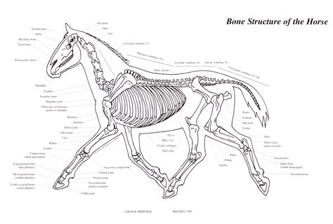 Rural Heritage Horse Bone Structure Illustration