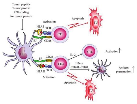 DC-based immunotherapy strategies for prostate cancer | Download ...