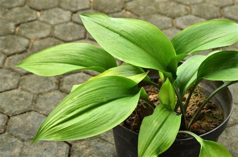 Cast Iron Plant Types Of Cast Iron Ferns How To Grow Care And Benefits