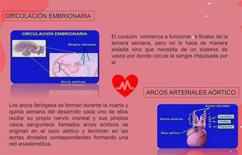 Sistema Arterial Y Venoso Pptx