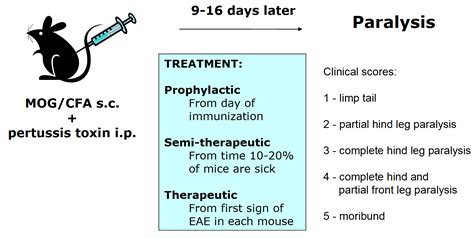 Hooke Contract Research Eae Mog Cfa Induced Eae In C Bl Mice