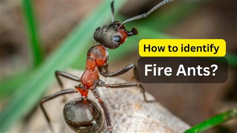 How To Identify Fire Ants I Fire Ants Youtube