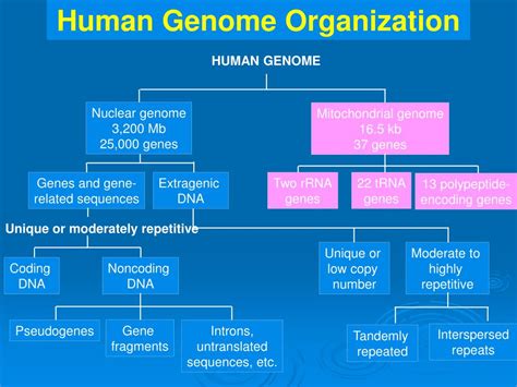 Ppt Human Genetics Powerpoint Presentation Free Download Id750076