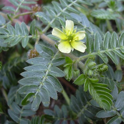 Tribulus Botanicals Il Portale Sull Utilizzo Delle Piante Medicinali