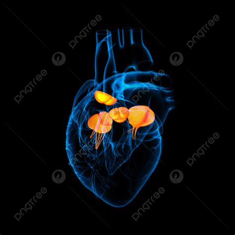 D Rendono Il Diagramma Di Circolazione Aortica Della Valvola Cardiaca