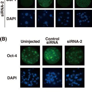 Representative Photographs Of Oct 4 Protein Expression In Porcine