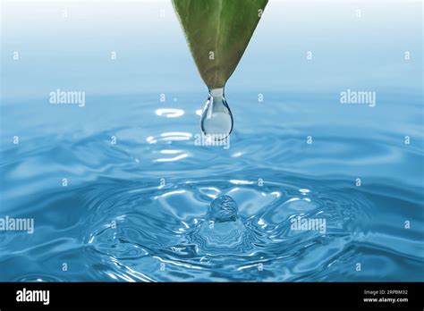 A Water Droplet Falling From Green Leaf Into A Tranquil Body Of Water