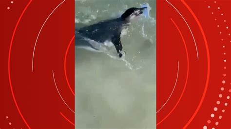 Vídeo Pinguim é visto nada perto de banhistas em Ubatuba Vale do