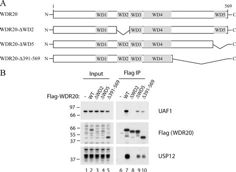 Wdr20 Regulates Activity Of The Usp12·uaf1 Deubiquitinating Enzyme Complex Journal Of