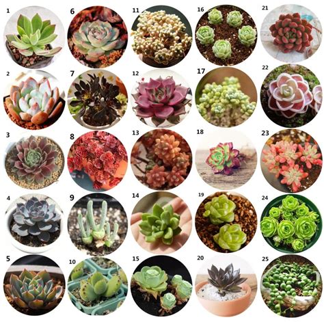 Pin By Venicepeach ~ Good Vibes😄 On Succulents Succulent Seeds Flower Seeds Succulent Garden Diy