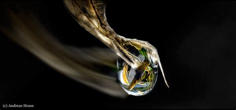 hold Foto & Bild | spezial, wasser, makro Bilder auf fotocommunity