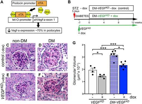 Frontiers Podocyte Vegf A Knockdown Induces Diffuse