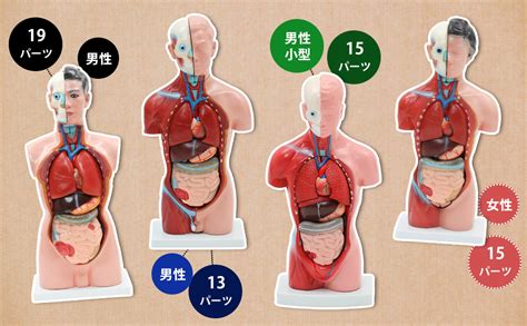 Jp 男性内臓模型 13パーツ 42cm 人体模型 内臓模型 人体解剖模型 胴体解剖モデル 人体標本 人体モデル
