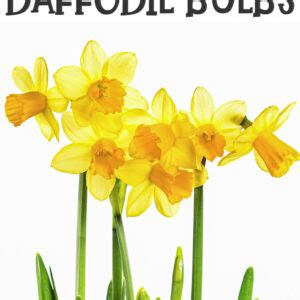 How To Grow Daffodil Bulbs From Bulb To Bloom