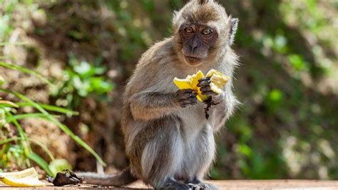 8 Fakta Menarik Monyet Ekor Panjang Macaca Fascicularis Yang