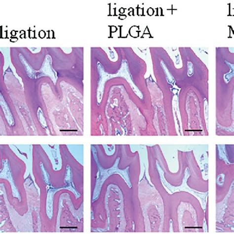 Histological Observation H E Stain Of Maxillary Periodontal Tissue