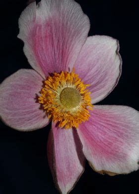 Anemone Flowering Close Up Poster By BakalaeroZz Photography Displate