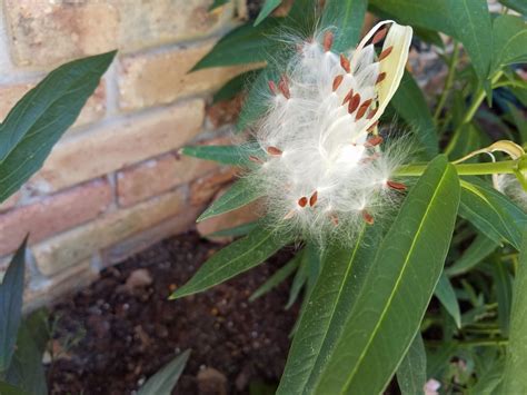 Butterfly Weed Seed Pod Walter Reeves The Georgia Gardener