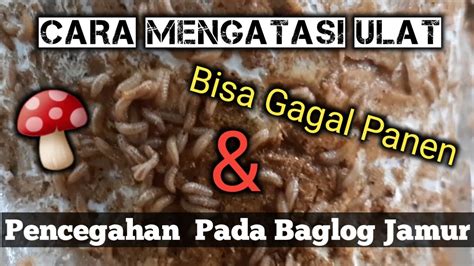 CARA MENGATASI ULAT PADA BAGLOG JAMUR DAN CARA PENCEGAHANNYA YouTube