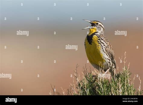 Western Meadowlark Singing Stock Photo Alamy