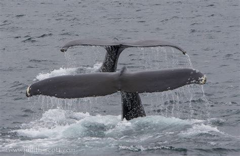 Humpback Whale Tails Holmavik Westfjords Iceland Laki Tours Whale Watching