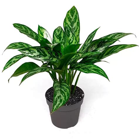 Аглаонема Грин Леди купить в Москве - растения для фитостены - Fitodecor