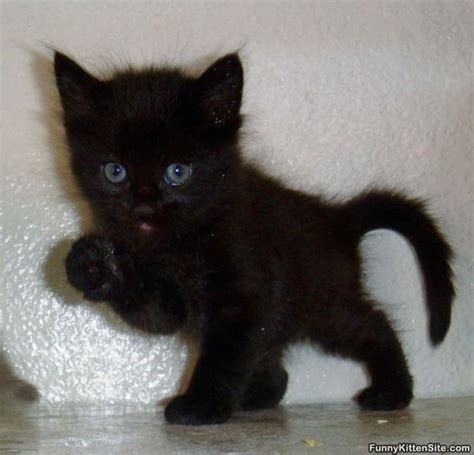 cute black kittens - Kittens Photo (41556719) - Fanpop