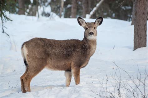 Deer Broadside View stock image. Image of forest, beauty - 110573883