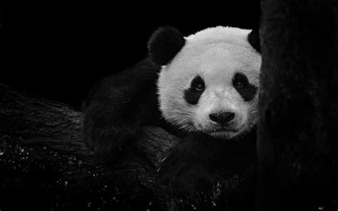 Panda black and white HD wallpaper download