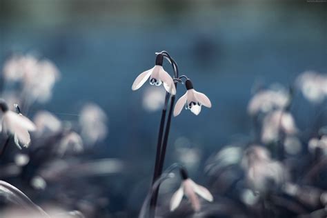 Snowdrop Primrose Flowers Drops 4k Hd Wallpaper Rare Gallery