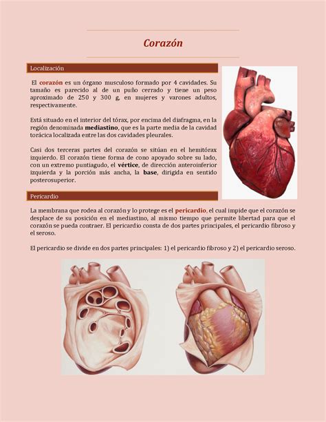 verbo Discriminación Pesimista tamaño y peso del corazon Humedad