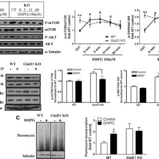 Elevated Basal Levels Of Phospho Akt P Akt And Phospho Mtor P Mtor