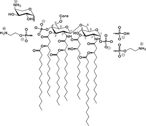 E coli lipid A structure Two glucosamine units are linked by a β 1 6