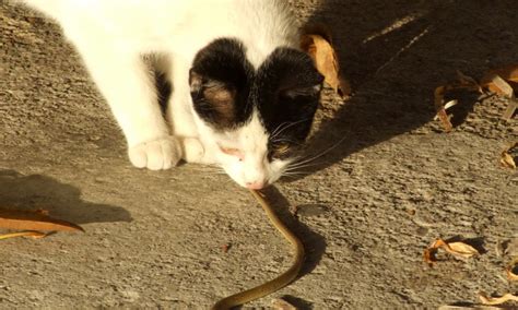Sonhar Com Cobras E Gatos - O que significa Sonhar com Cobra e Gato Juntos no Mundo Espiritual?