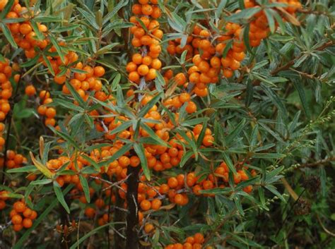 Sea Buckthorn Hippophae Rhamnoides Seeds Canadian Organic Seed Company