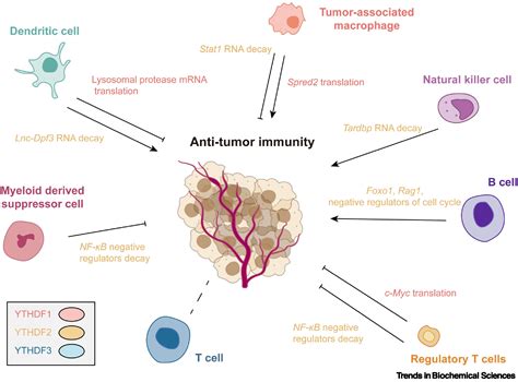 The YTHDF Proteins Display Distinct Cellular Functions On M6A Modified