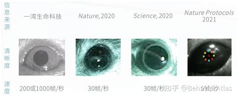 全新小动物眼动追踪系统，打破“头部固定”的限制！ 知乎