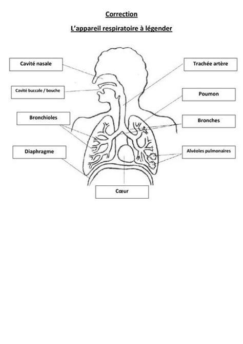 Appareil Respiratoire Basic Anatomy And Physiology Nursing School