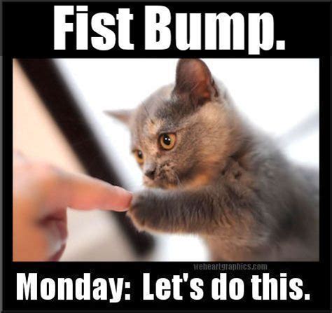 Pin By Misty Santos On Suddenlycats Monday Humor Funny Monday Memes Monday Memes