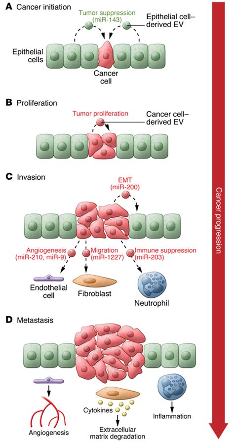 Evs From Cancer Cells Manipulate The Cells In Their Microenvironment Download Scientific