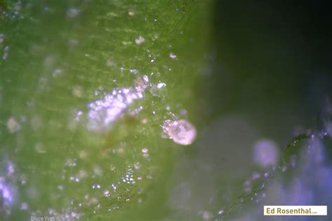 How To Prevent And Get Rid Of Spider Broad And Russet Mites On Your