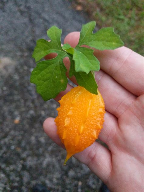 Here S The Fruit Of A Vine Growing On My Neighbor S Fence In Central